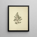 Myrsine africana L. - Luigi Balugani — gerahmtes Bild an der Wand