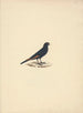 Onychognathus albirostris - Luigi Balugani — Ansicht des Kunstwerks