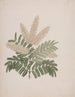 Pterolobium stellatum - Luigi Balugani — Ansicht des Kunstwerks