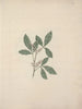 Rhus glutinosa A. Rich. - Luigi Balugani — Ansicht des Kunstwerks