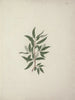 Salix subserrata Willd. - Luigi Balugani — Ansicht des Kunstwerks