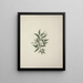 Salix subserrata Willd. - Luigi Balugani — gerahmtes Bild an der Wand