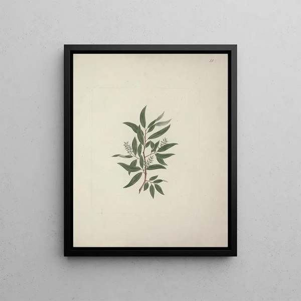 Luigi Balugani - Salix subserrata Willd.webp