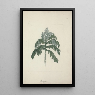 Luigi Balugani - Senecio gigas Vatke.webp