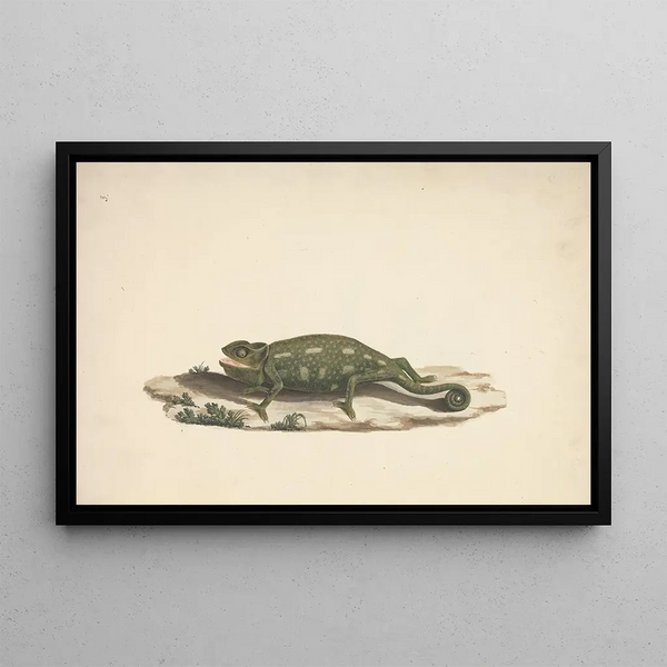 Luigi Balugani - Unidentified Chameleon.webp