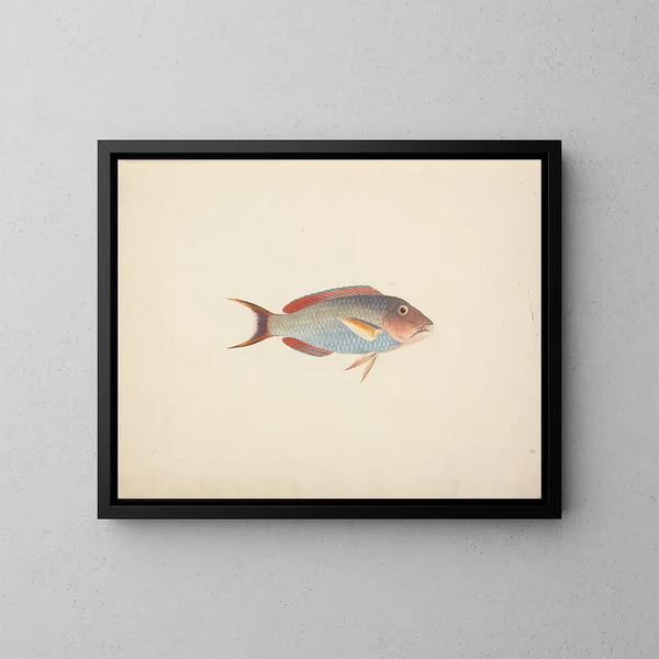 Fisch unbekannt - Luigi Balugani — gerahmtes Bild an der Wand