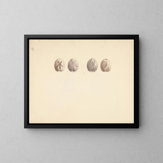 Luigi Balugani - Unidentified Sand Dollar.webp