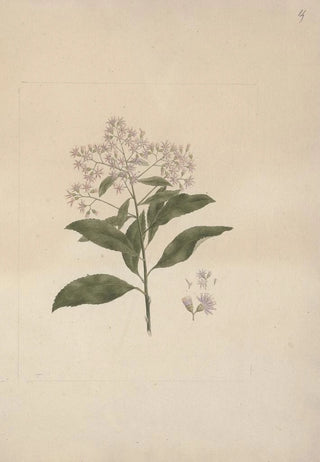 Luigi Balugani - Vernonia amygdalina Del.webp