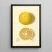 Citrus paradisi Royal - M Strange — gerahmtes Bild an der Wand