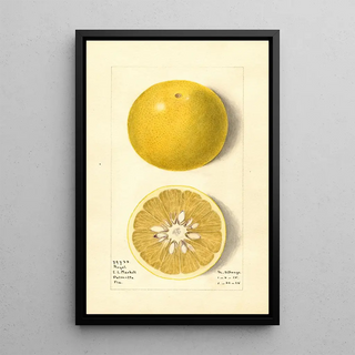 M Strange - Citrus paradisi Royal.webp