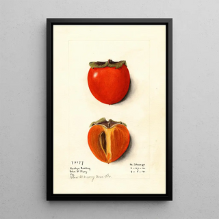 M Strange - Diospyros Hachiya Roeding.webp