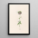 Ackele - Magdalena Rosina Funck — gerahmtes Bild an der Wand