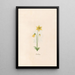 Aconit - Magdalena Rosina Funck — gerahmtes Bild an der Wand