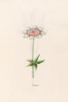Anemone - Magdalena Rosina Funck — Ansicht des Kunstwerks