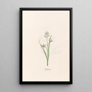 Magdelena Rosina Funck - Asphodilus.webp