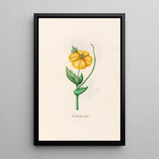 Magdelena Rosina Funck - Burnischte Mohnblt.webp