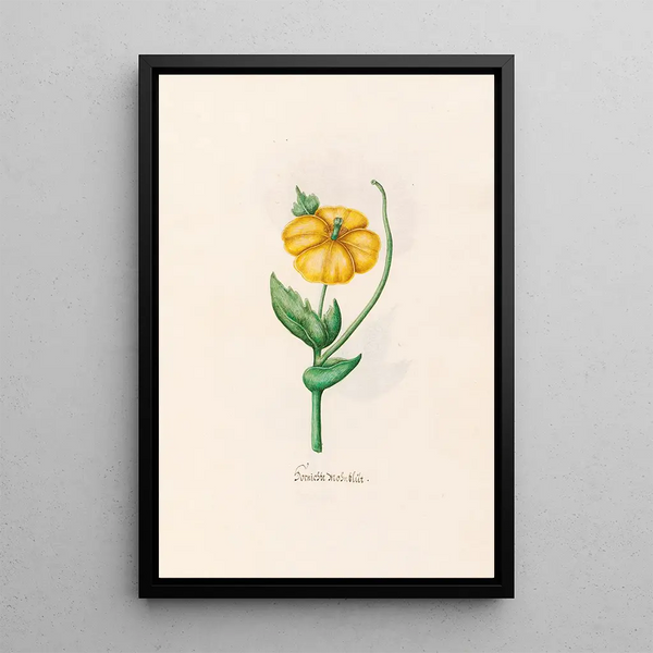Magdelena Rosina Funck - Burnischte Mohnblt.webp