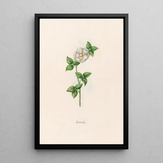 Magdelena Rosina Funck - Canel rose.webp