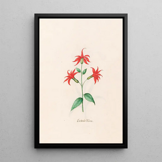 Magdelena Rosina Funck - Cardinals Blme.webp