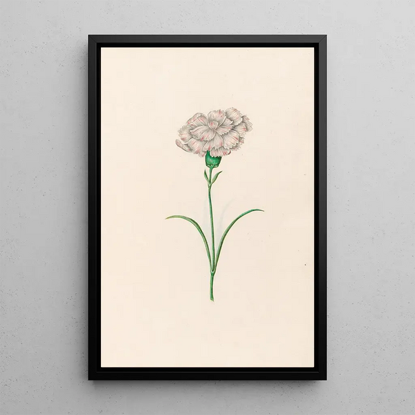 Magdelena Rosina Funck - Carnation.webp