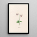 Cyclamen - Magdalena Rosina Funck — gerahmtes Bild an der Wand