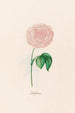 Centifolia - Magdalena Rosina Funck — Ansicht des Kunstwerks