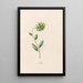 Contrilla - Magdalena Rosina Funck — gerahmtes Bild an der Wand