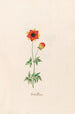 Korallenblüte - Magdalena Rosina Funck — Ansicht des Kunstwerks