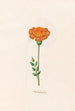 Blumen Afrikas - Magdalena Rosina Funck — Ansicht des Kunstwerks