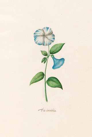 Magdelena Rosina Funck - Flos admirabilis.webp