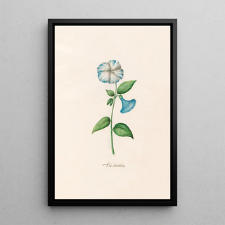 Magdelena Rosina Funck - Flos admirabilis.webp