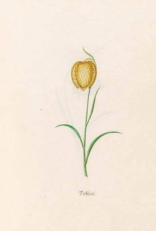 Magdelena Rosina Funck - Frittilari Fritillaria.webp