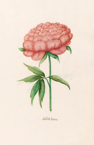 Magdelena Rosina Funck - Geflte Poeonia Peony.webp