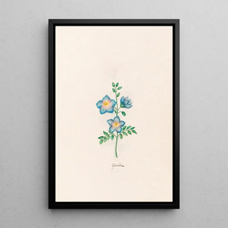 Magdelena Rosina Funck - Geranim.webp