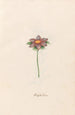 Blumen des Glücks - Magdalena Rosina Funck — Ansicht des Kunstwerks