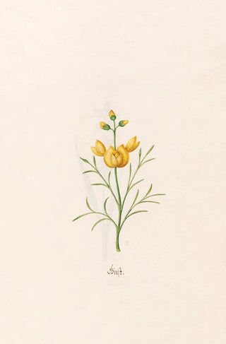 Magdelena Rosina Funck - Ginst.webp