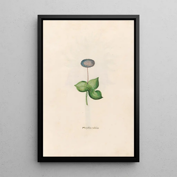 Magdelena Rosina Funck - Hepatica nobilis.webp