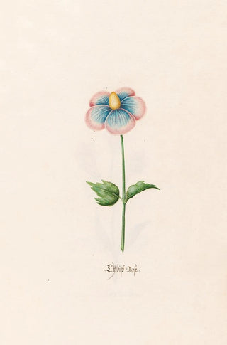 Magdelena Rosina Funck - Lbish rose.webp