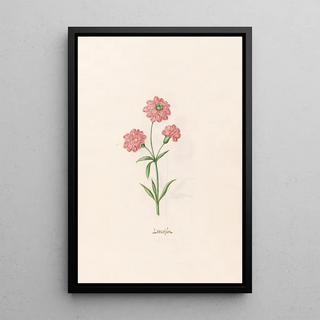 Magdelena Rosina Funck - Leucojm.webp