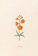 Leucojum - Magdalena Rosina Funck — Ansicht des Kunstwerks