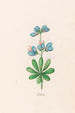 Lupins - Magdalena Rosina Funck — Ansicht des Kunstwerks