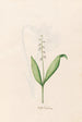 Kleine Mai-Blume - Magdalena Rosina Funck — Ansicht des Kunstwerks