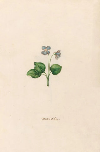 Magdelena Rosina Funck - Merzen Violn.webp