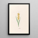 Muscari - Magdalena Rosina Funck — gerahmtes Bild an der Wand