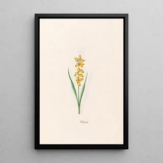 Magdelena Rosina Funck - Mscari.webp