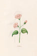 Nicotiana - Magdalena Rosina Funck — Ansicht des Kunstwerks