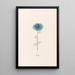 Nigelle - Magdalena Rosina Funck — gerahmtes Bild an der Wand