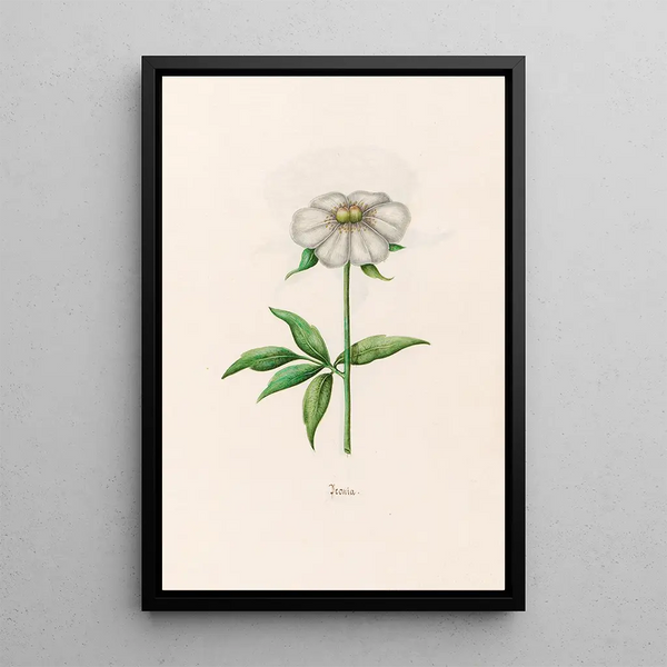 Magdelena Rosina Funck - Peonia Peony.webp