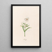 Phalangium - Magdalena Rosina Funck — gerahmtes Bild an der Wand