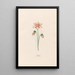 Gypsophile - Magdalena Rosina Funck — gerahmtes Bild an der Wand